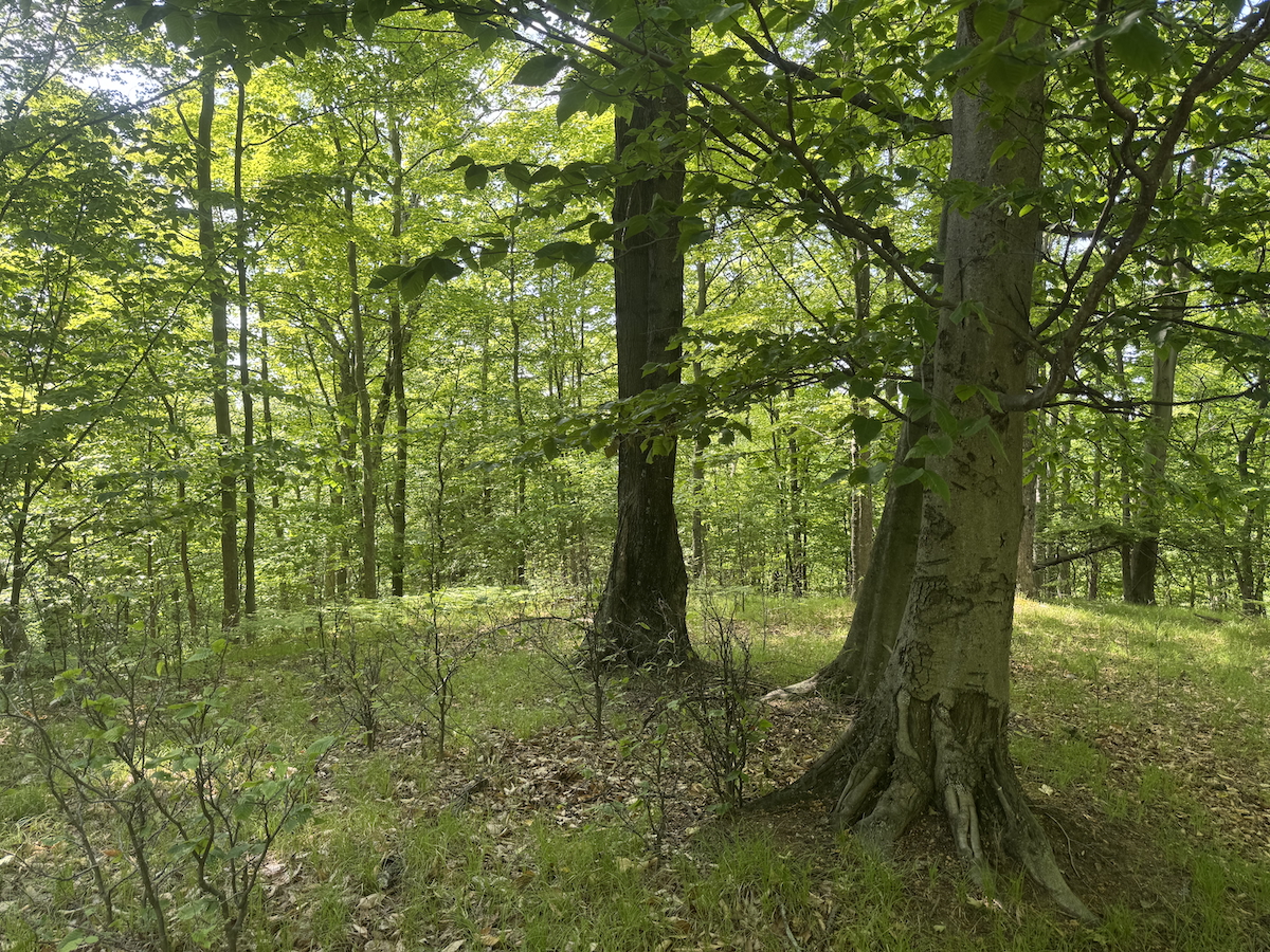 "Fairy Ring" Wilderness (rustic) camp site 1 mile from SBNL, weekend rental